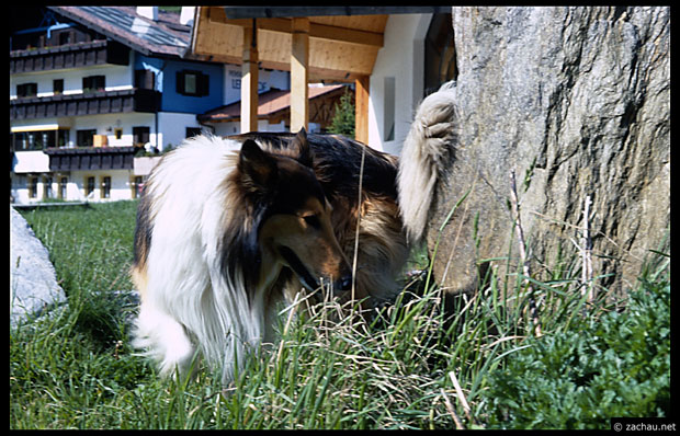 Lassie